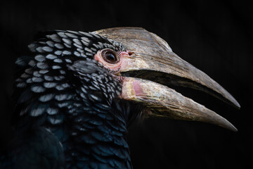 Trumpeter Hornbill - Bycanistes bucinator, portrait of beautiful iconic bird from African forests and woodlands, Kenya.