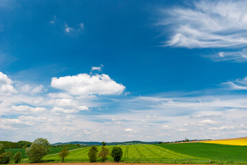 Wheat fields under bright cloudy sky summer time in North Rhine Westphalia Germany