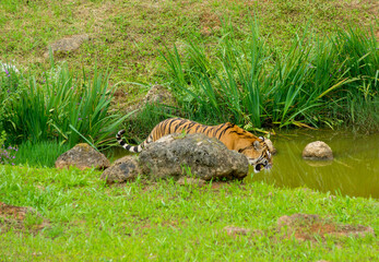 Tiger's couple. Love in nature.