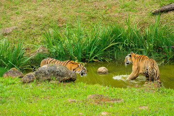 Tiger's couple. Love in nature.
