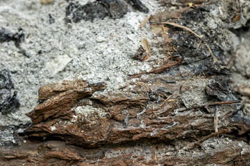 Close-up of a burnt tree trunk with ash on the bark