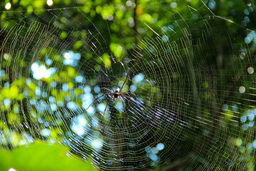 spider web with dew drops
