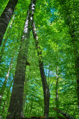 Green trees at the forest in Yedi Goller (Seven Lakes) National Park, Bolu, Turkey