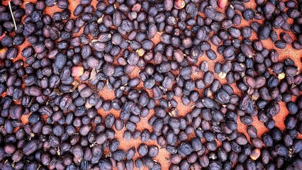 Dry Raw Black Coffee Beans With Shell in Natural Drying Process for Roaster in Factory