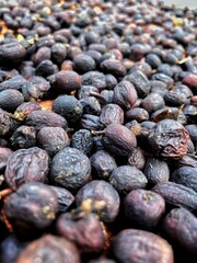 Close Up Dry Raw Black Coffee Beans With Shell in Natural Drying Process for Roaster in Factory