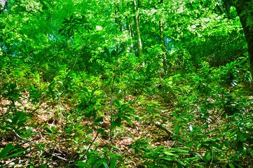 Green trees at the forest in Yedi Goller (Seven Lakes) National Park, Bolu, Turkey