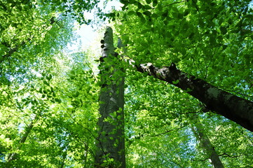 Fototapeta premium Green trees at the forest in Yedi Goller (Seven Lakes) National Park, Bolu, Turkey