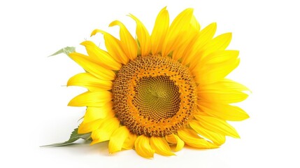 Obraz premium Sunflower isolated on white background