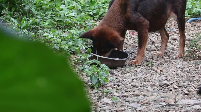 Feeding hungry stray dogs that live in deserted places.