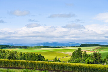 Obraz premium 日本北海道上川郡美瑛町の丘の風景