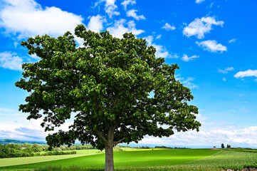 日本北海道上川郡美瑛町の丘の風景