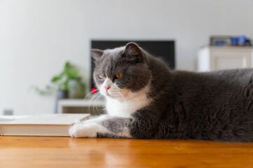 British shorthair cat lying on table