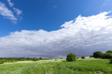 A field of grass with a few trees in the background