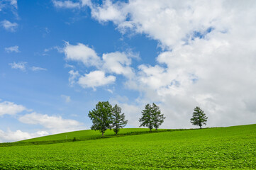 日本北海道上川郡美瑛町の丘の風景