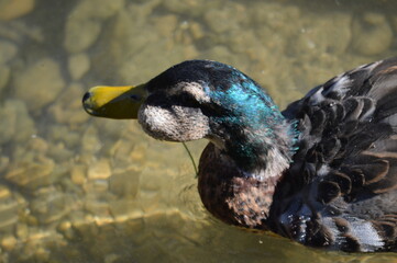PATO CON TUMOR EN LA CABEZA