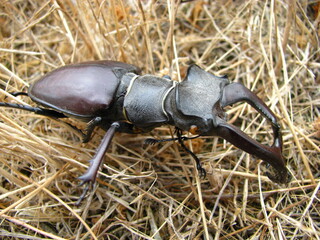 stag beetle in the steppe