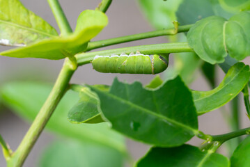 Papilio demoleus caterpillar with green segments clinging to a branch. © Rung