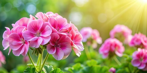 Fototapeta premium Beautiful pink geranium flowers background, nature wallpaper, geranium, pink, beautiful, flowers, background, nature