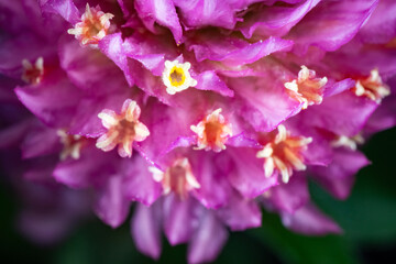Flower of globe amaranth (Gomphrena globosa)