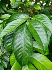 green leaves background