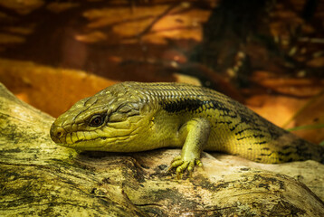Blue-Tongued Skink on A Log