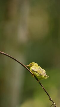afte leaving the nest, the baby Brown throated sunbird perches on a branch before learning to fly