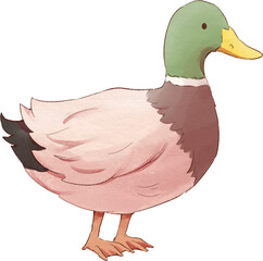 Duck Watercolor Illustration