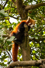 Red Panda Up A Tree