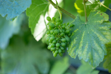 A close-up image of green grapes "Godello" clustered together, hanging from a vine. It's illuminated by sunlight, showcasing their freshness and readiness for harvest in a natural environment.