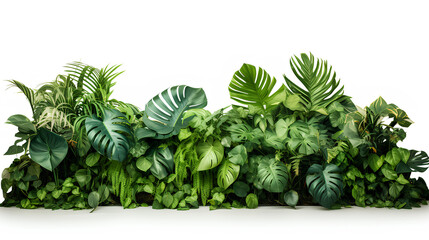 Fototapeta premium plant isolated on white background