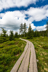 Obraz premium View of hiking trail in Krkonose national park, Czech Republic. Forest near the tourist path on top of hill. Summer weather.