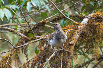 Black-throated Thrush (Turdus atrogularis) female perching in a tree in its natural habitat. Bird close-up shot in forest.