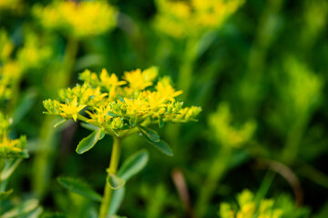The vegetables used for greening in the park are blooming with yellow flowers
