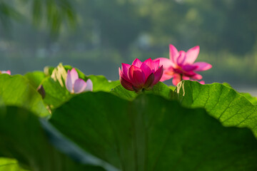 In summer, red lotus flowers are particularly bright against the backdrop of green lotus leaves