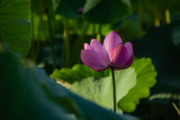 Fototapeta premium In summer, red lotus flowers are particularly bright against the backdrop of green lotus leaves