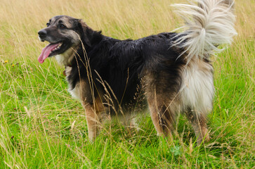 Black and brown German Shepard Collie cross with a fluffy tail standing in long grass