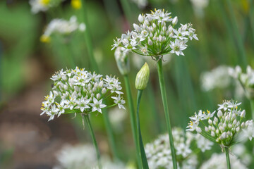 Schnittknoblauch (Allium tuberosum)