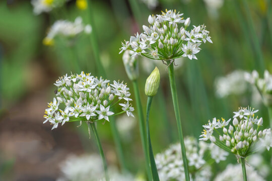 Schnittknoblauch (Allium tuberosum)