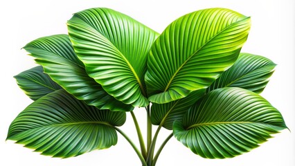 Vibrant green tropical tree leaves with wavy edges and stems isolated on a pure white background with slight shadows.