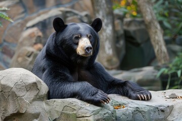 Asian Black Bear: Majestic Wild Mammal of Asia with Black Fur