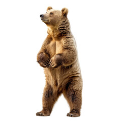 Fototapeta premium big bear isolated on white