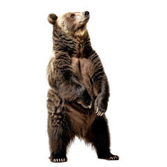 Fototapeta premium big bear isolated on white