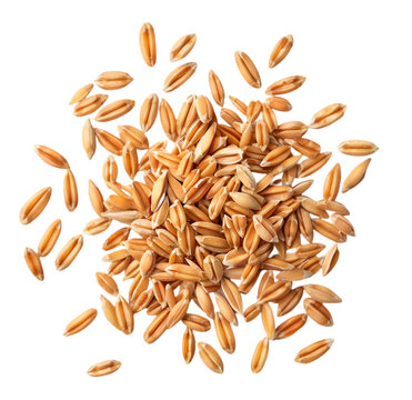 Wheat grain isolated on Transparent background. png