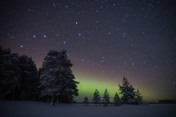 The Big Dipper constellation above the forest