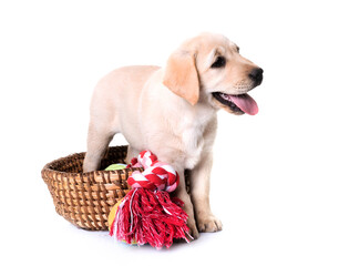 puppy labrador retriever