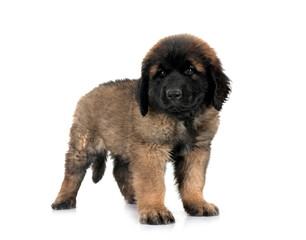 puppy Leonberger in studio