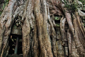 tree trunk with roots