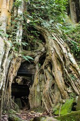 tree roots in the forest