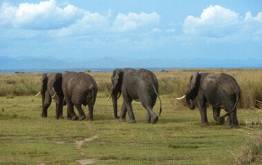 Fototapeta premium Eléphant d'Afrique, Loxodonta africana,. Parc national de la Rwindi, République Démocratique du Congo