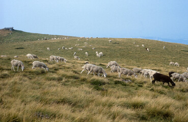 Obraz premium Mouton, Mont Fourcat, massif de Tabe, Ariège, 09, France